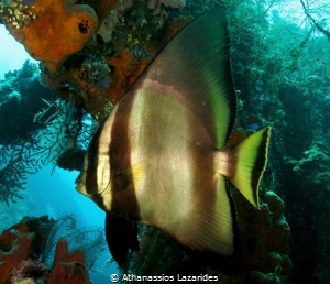Majestic fish from Tulamben, Bali. by Athanassios Lazarides 
